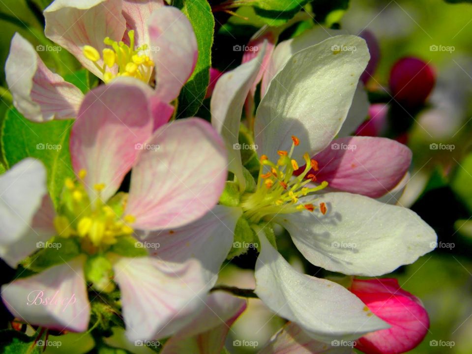 Pink crabapple blossoms 