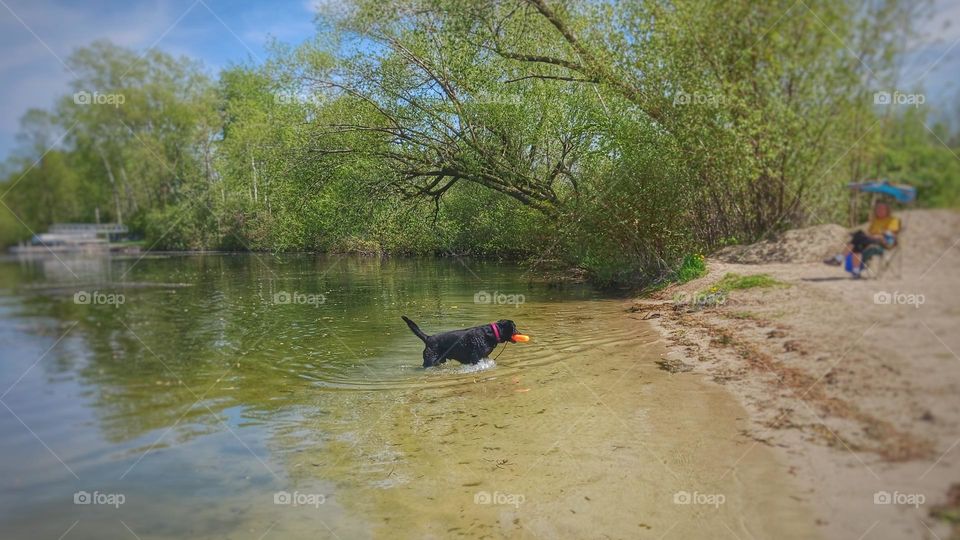 Happy Dog