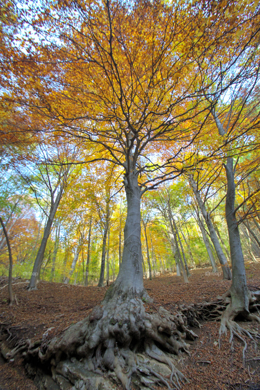 Beech forest with the colors of autumn