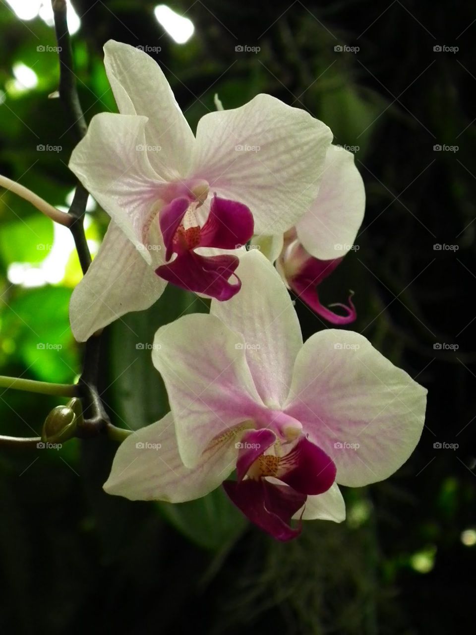 orchid