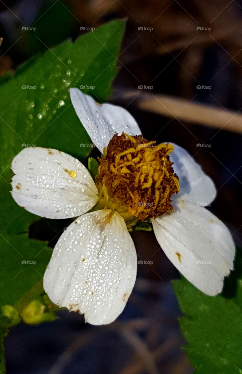 Leaf, Flower, Nature, No Person, Flora