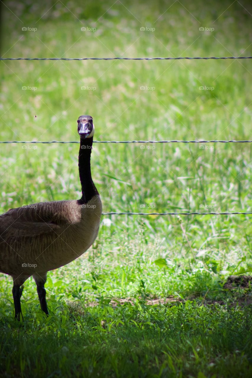 A Canadian goose, looking at the camera, next to a pasture with a wire fence, enjoying the breeze in a cool and shady spot