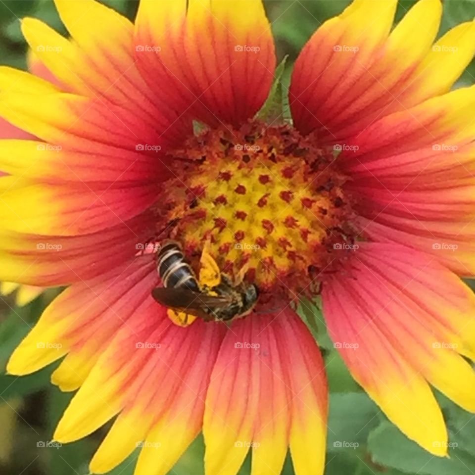 Leaf-cutter bee gathering pollen on a Gaillardia flower