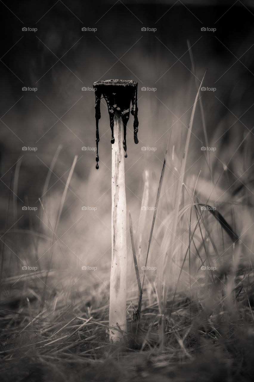 Monochrome, Nature, Grass, Dawn, Sunset