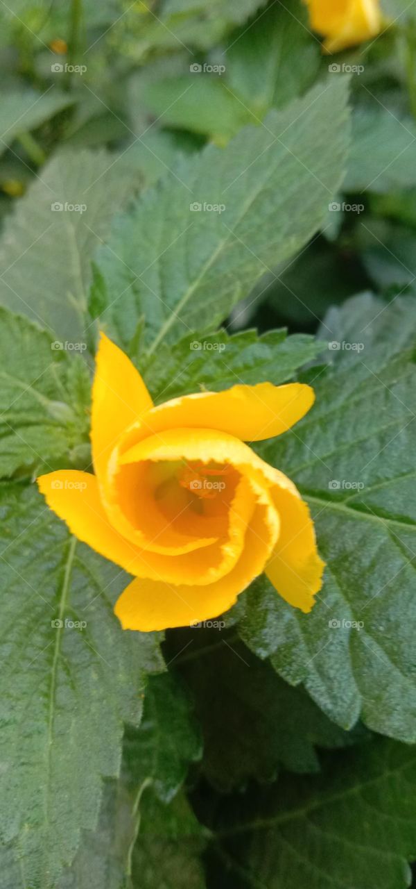 non rose folds ❤️