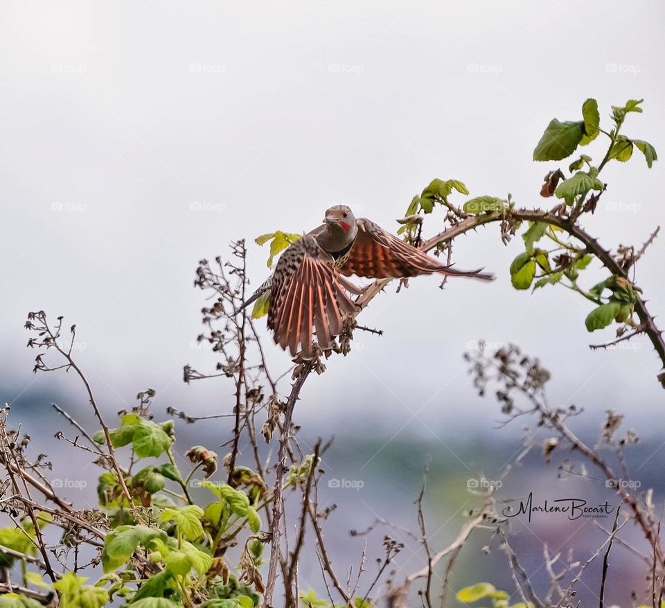 Flicker in flight