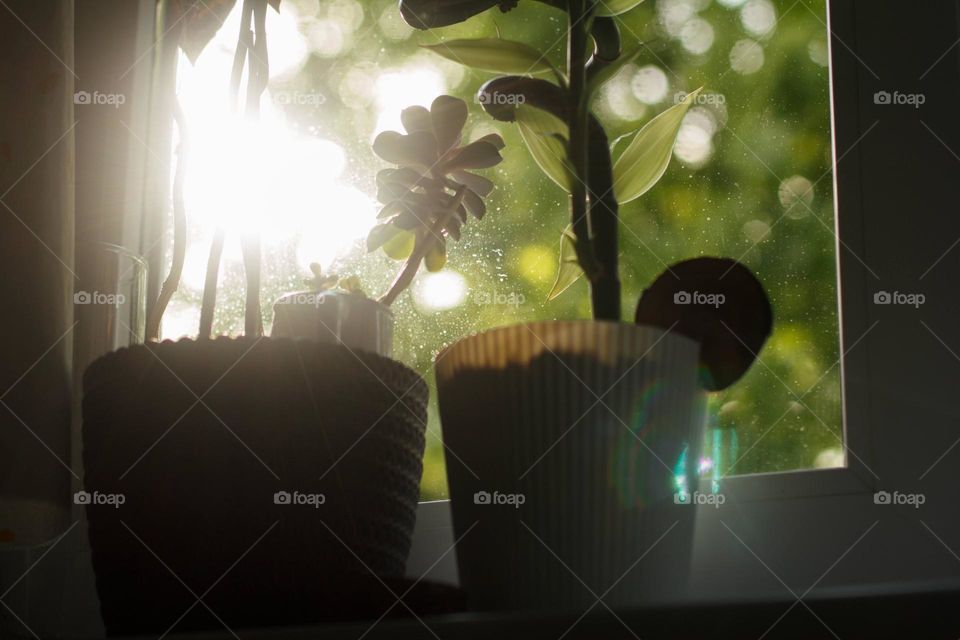 Avocado, bamboo and succulent on the windowsill