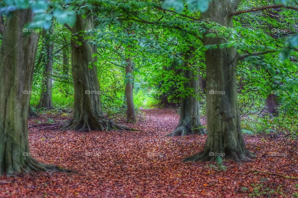 Beautifull colours in the Woods.