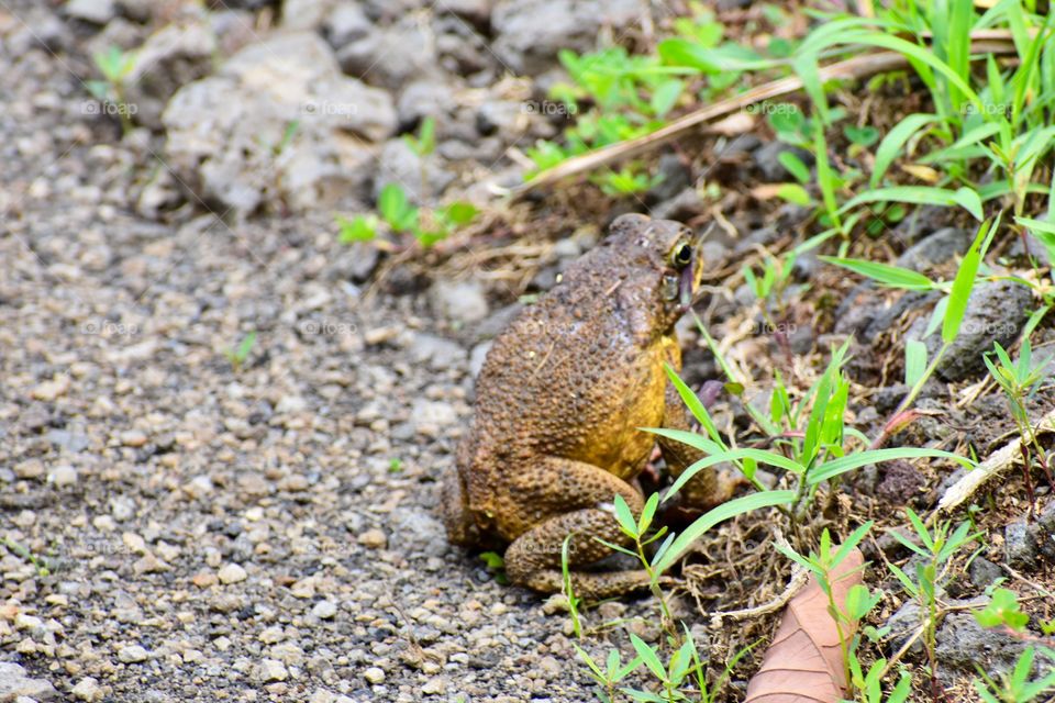 After a big rain the evening before, the toads were on the road