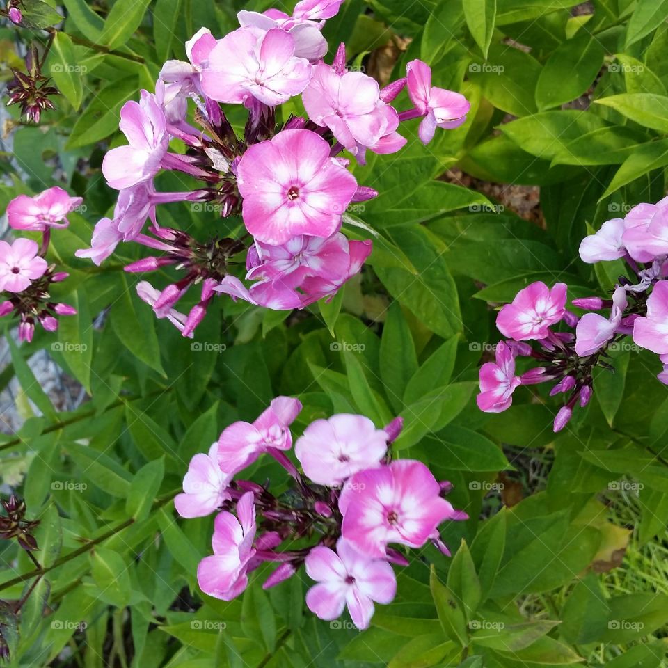 my Tall phlox2015. comes back every year