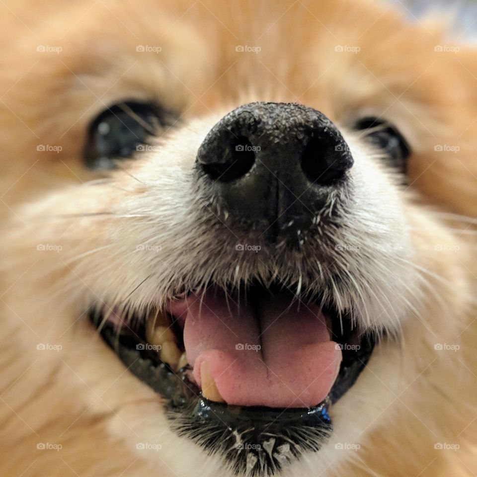 Pomeranian up close