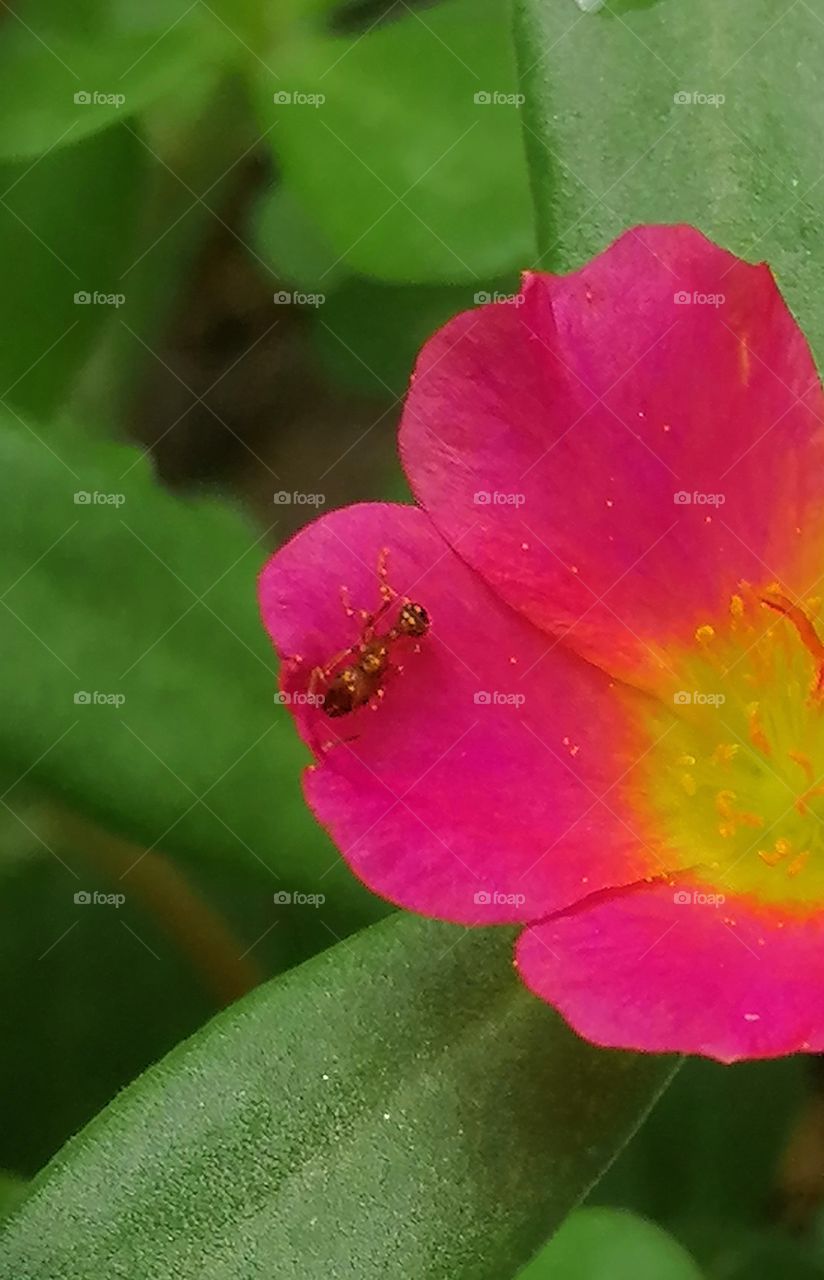 An ant on a flower