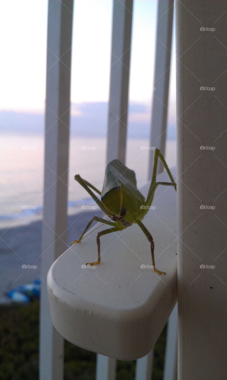 Curious Green Visitor. Green Bug on Porch