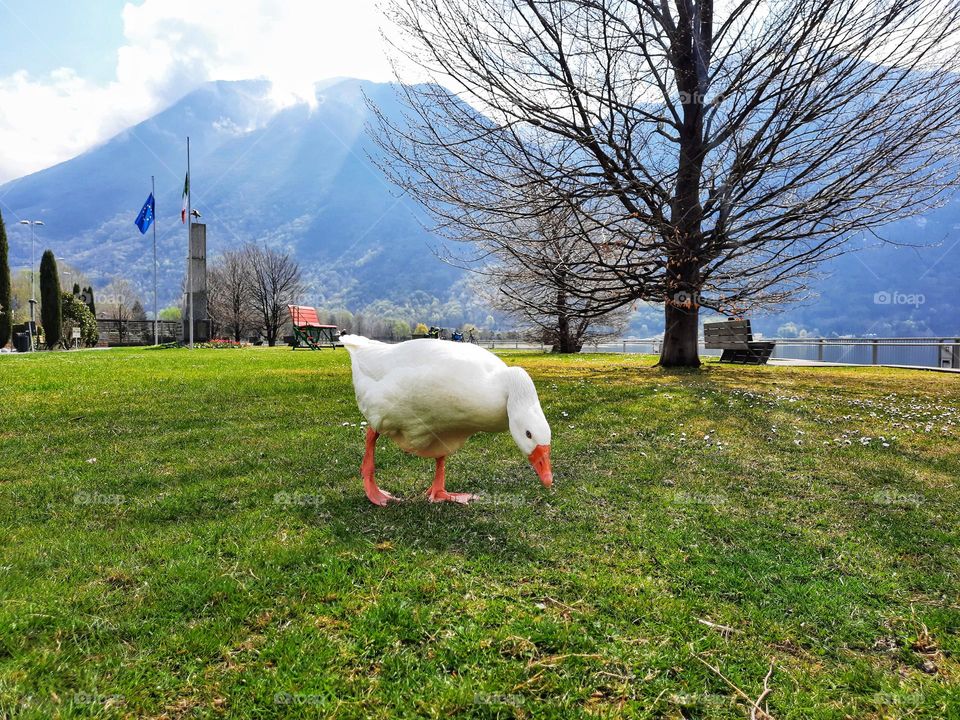 Urban nature: wildlife
