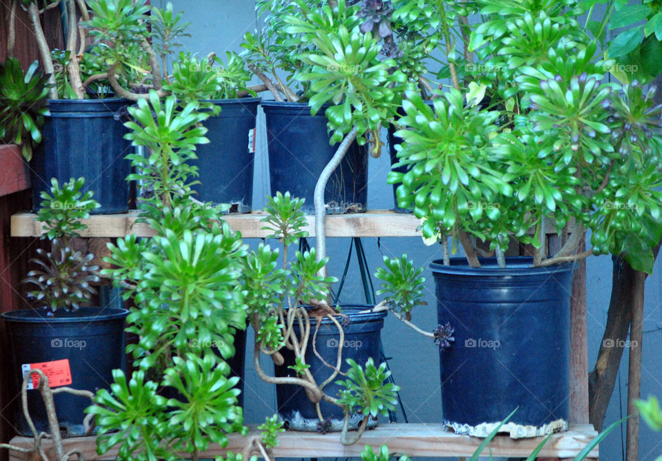 house plants in pot