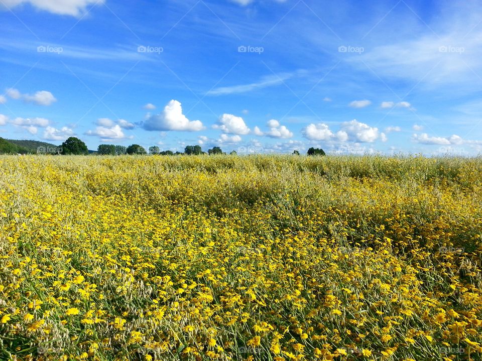 Summer meadow
