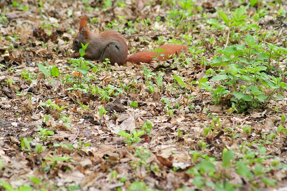 Squirrel collecting food on the ground.