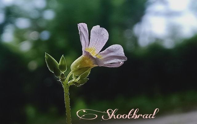 Flower 🍀