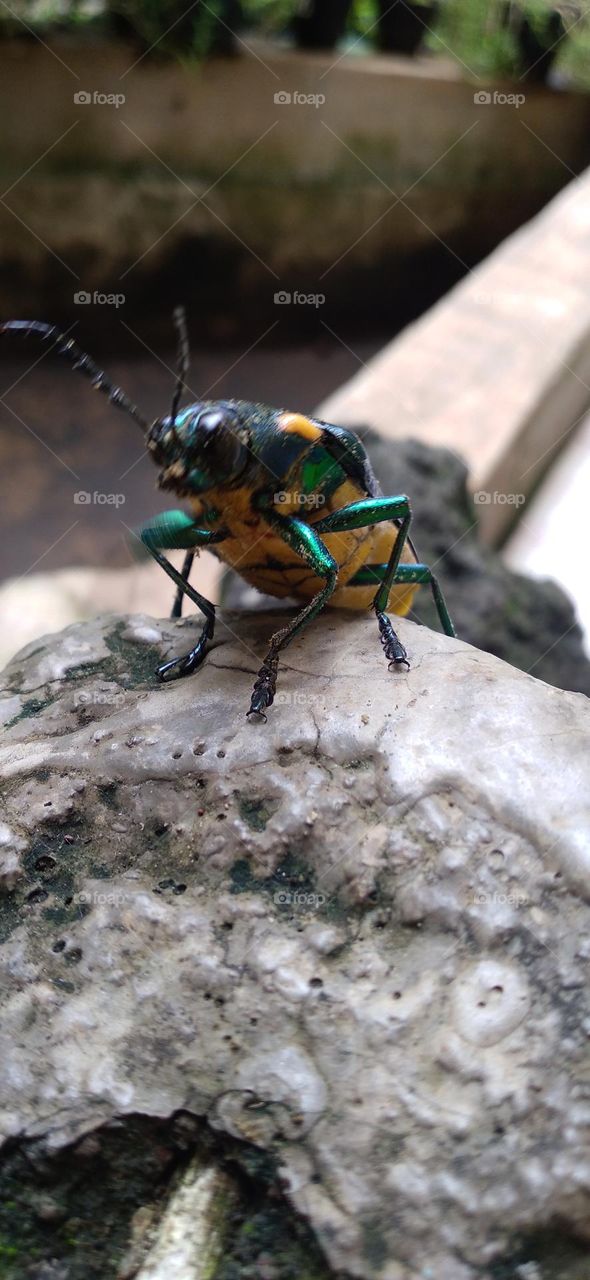 Buprestidae is a family of beetles known as ornamental beetles because of the shiny color on their bodies.