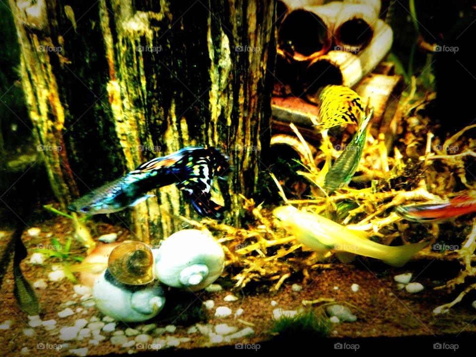 Gupppy in the fish tank