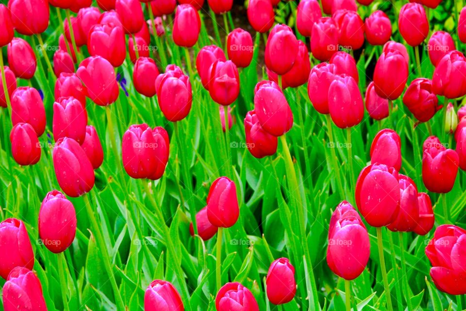 Tulips 