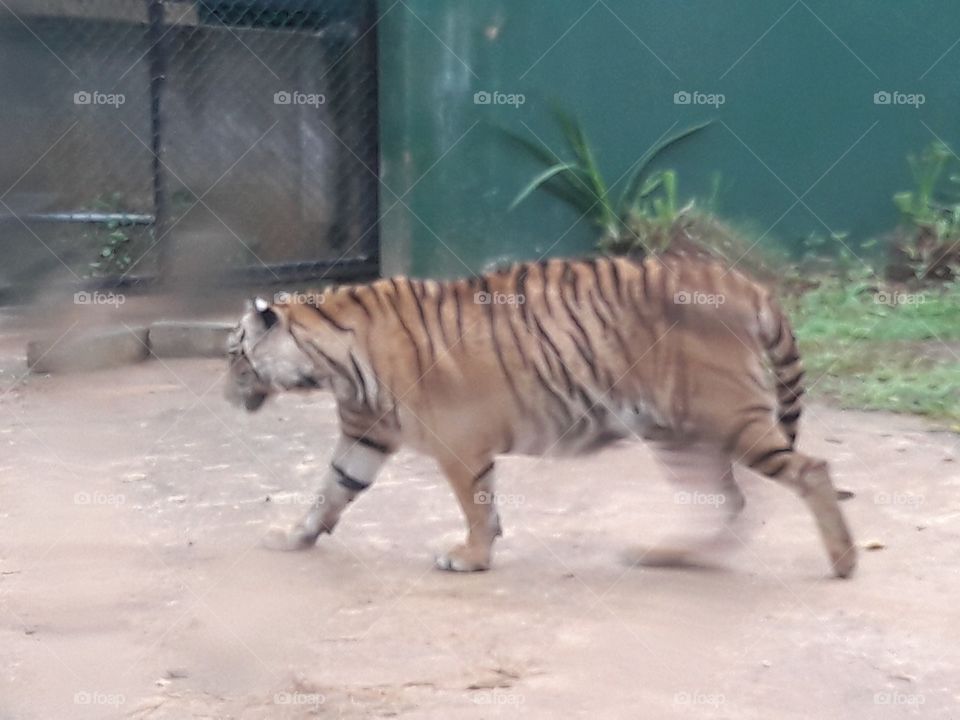 tiger