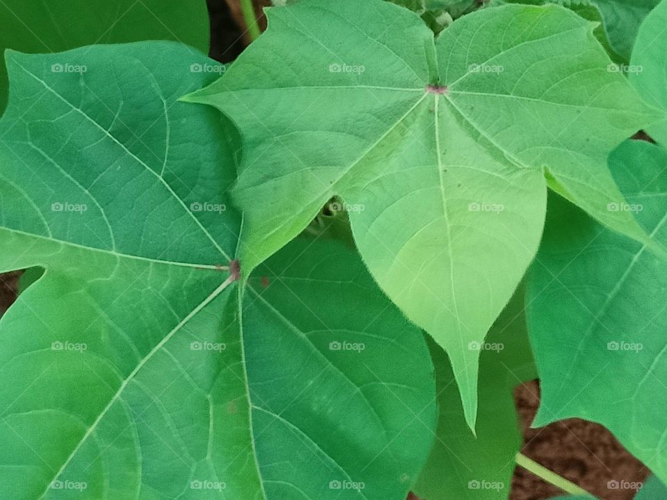 cotton Leaf 🍀