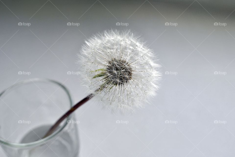 Dandelion