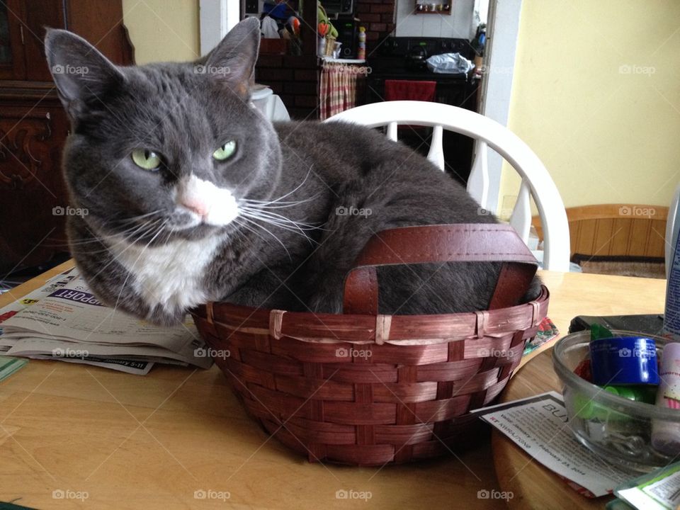 Big kitty, small basket