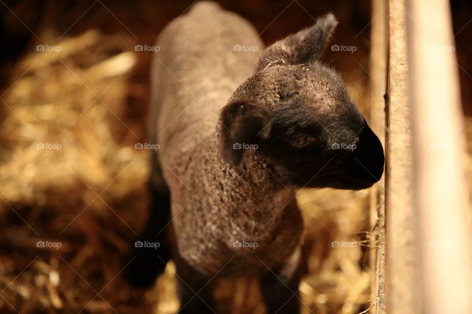 High angle view of baby sheep