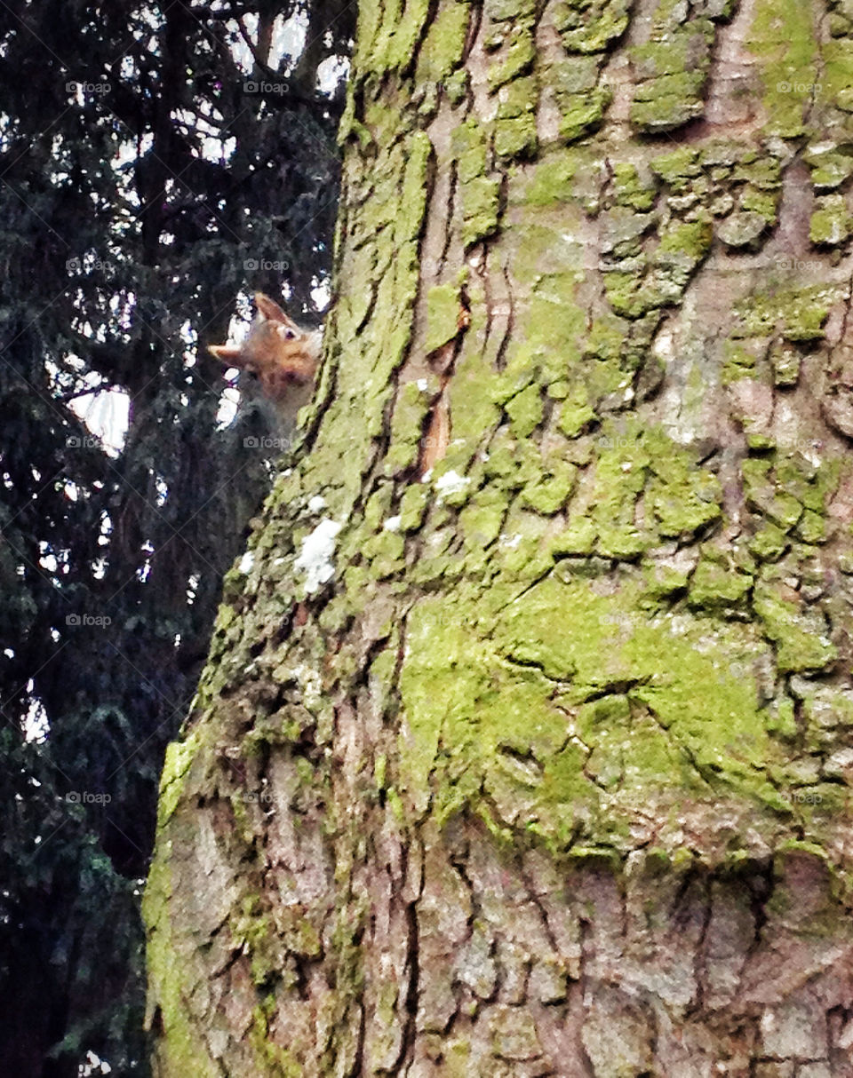 Curious squirrel