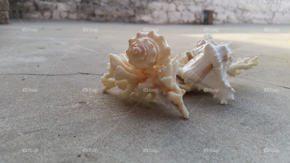shells in floor