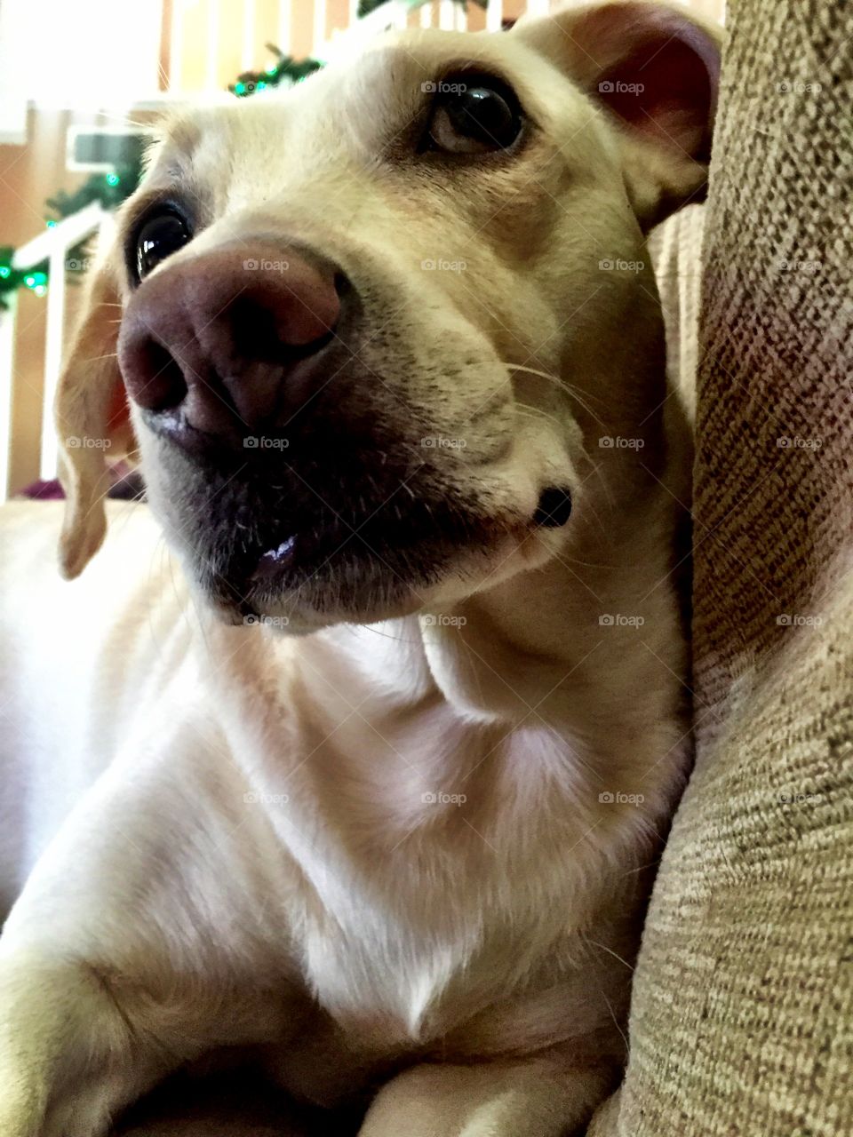 Dog resting on sofa