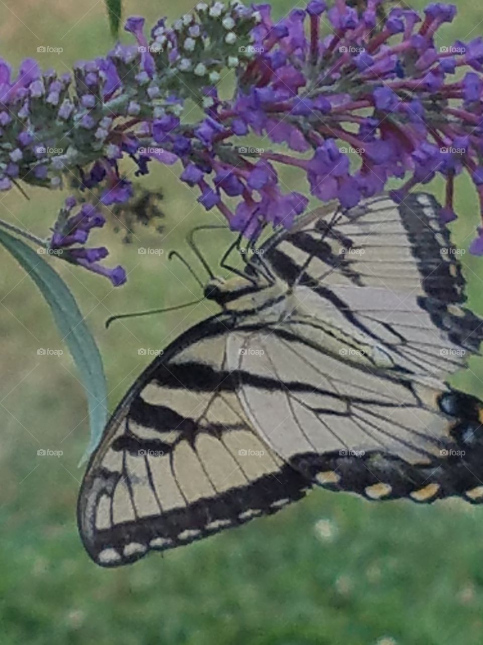 busy butterfly