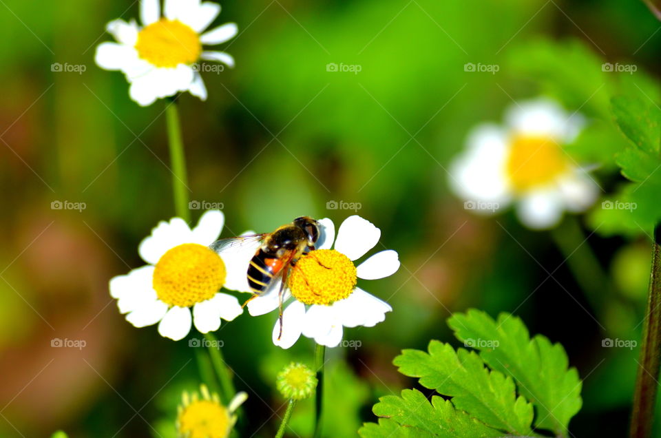 Bee on flower