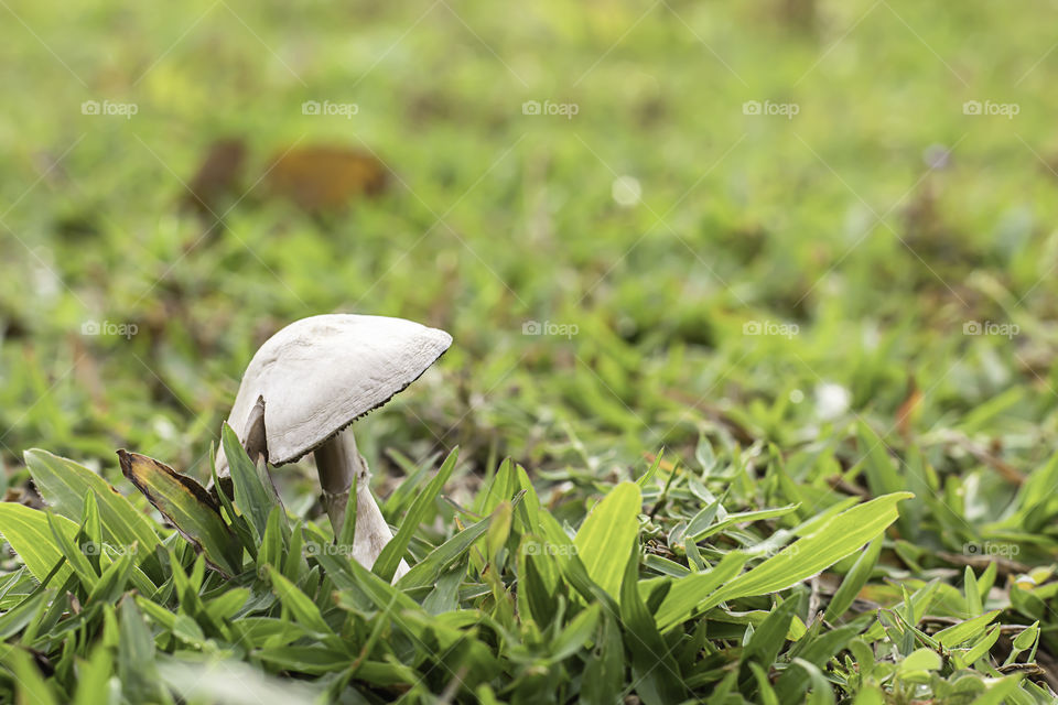 White mushrooms on a lawn in the garden.