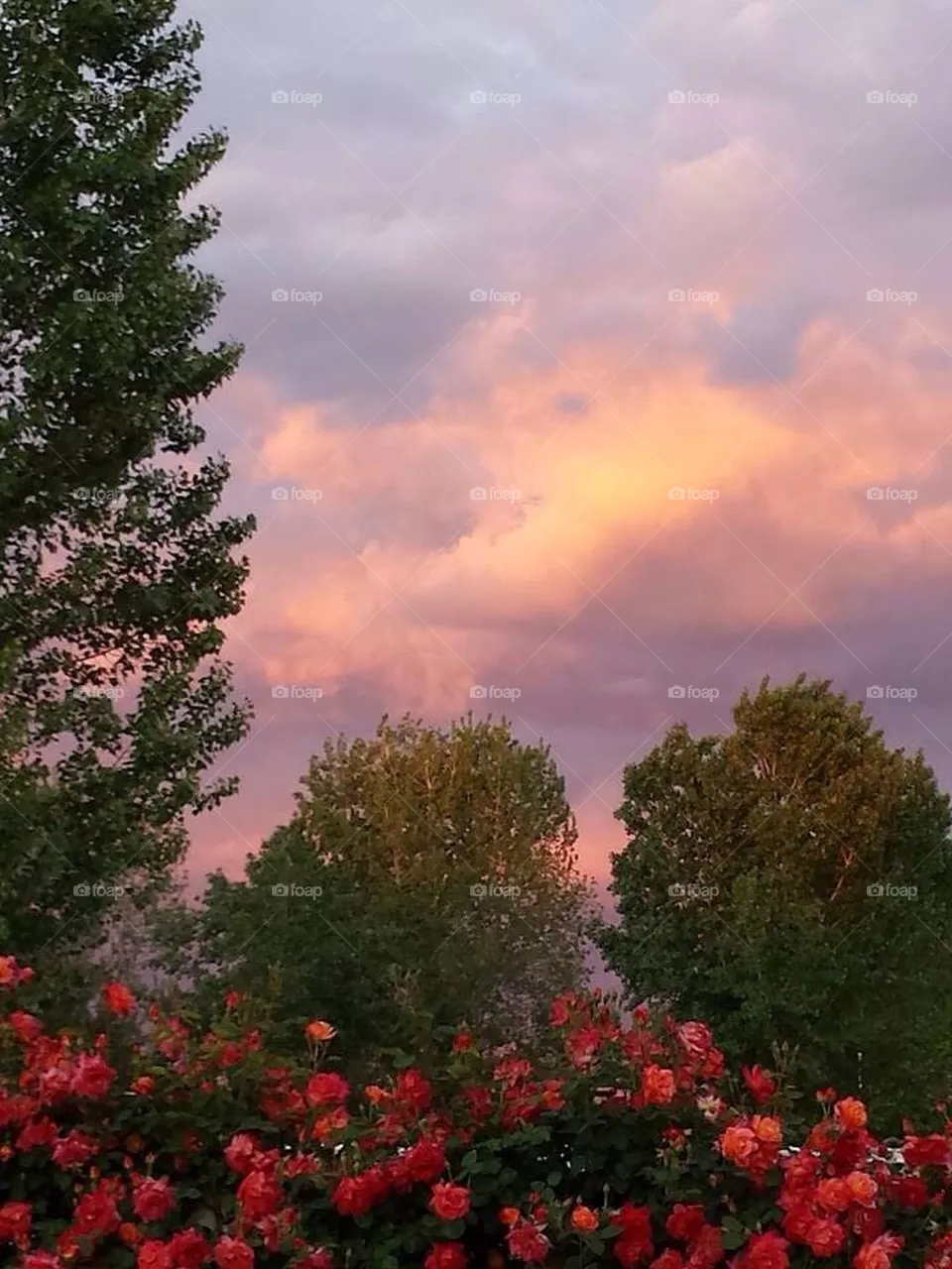 Colors