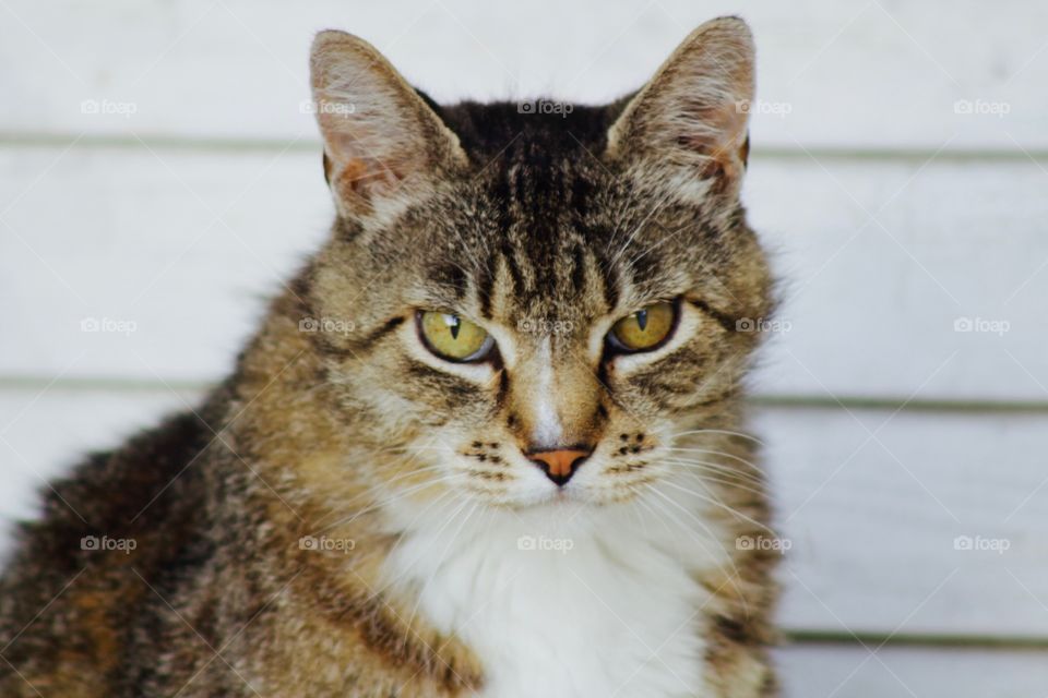 Headshot of a grey tabby against a white wooden background