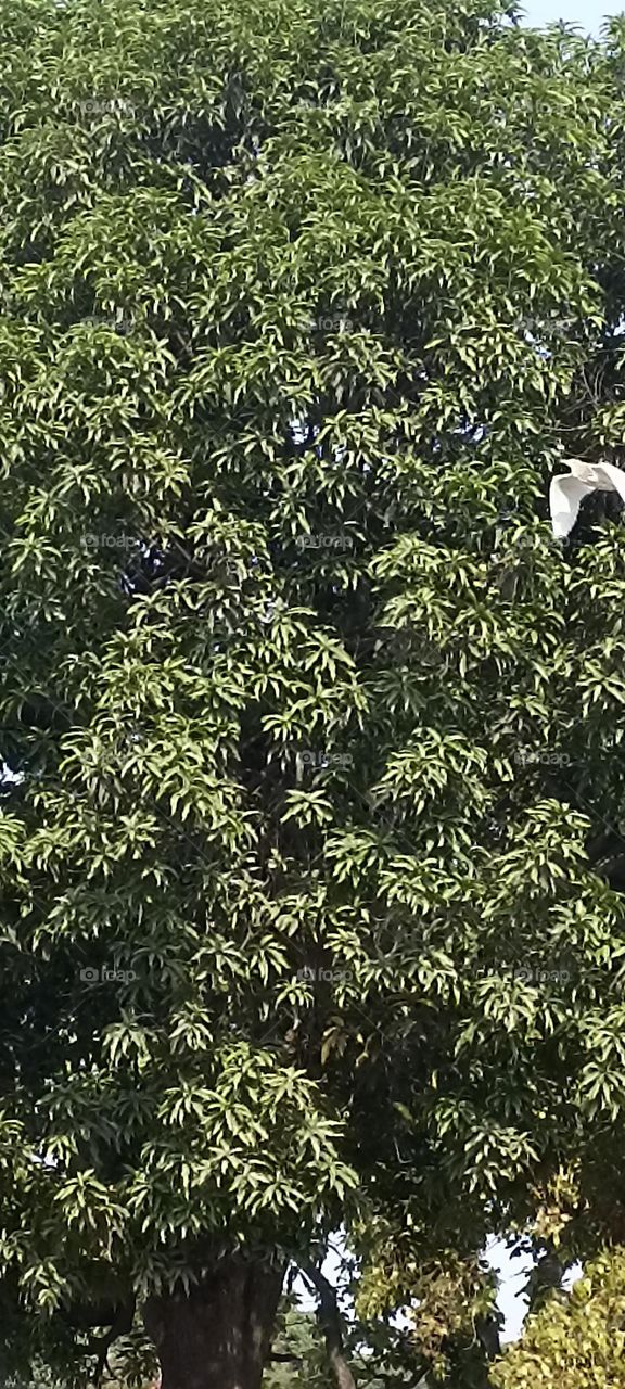 long leg bird on a flight with open wings