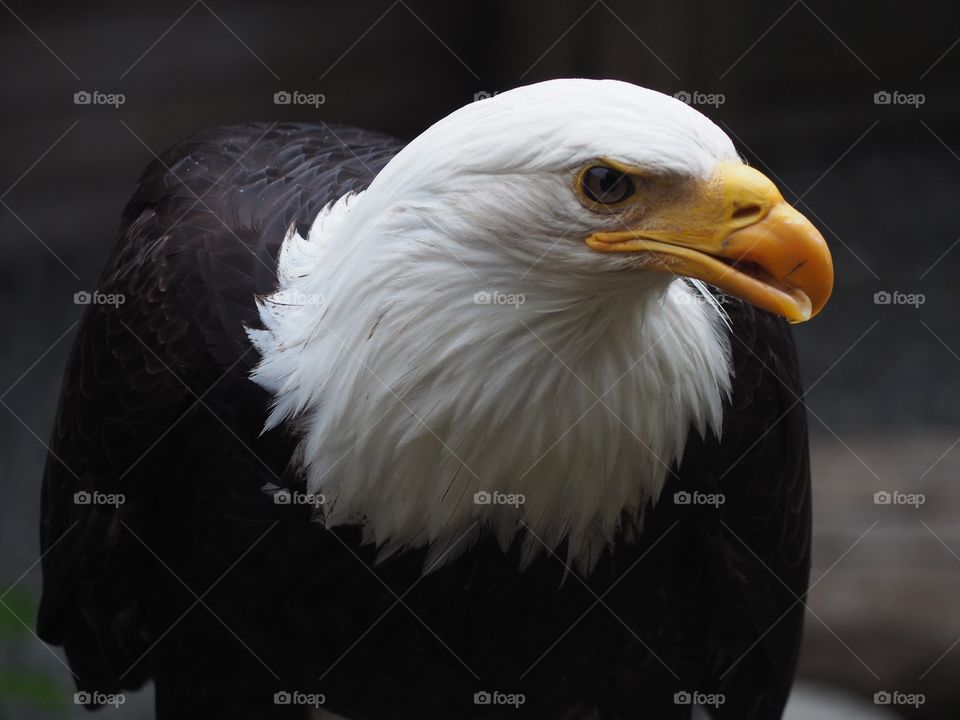 Eagle 