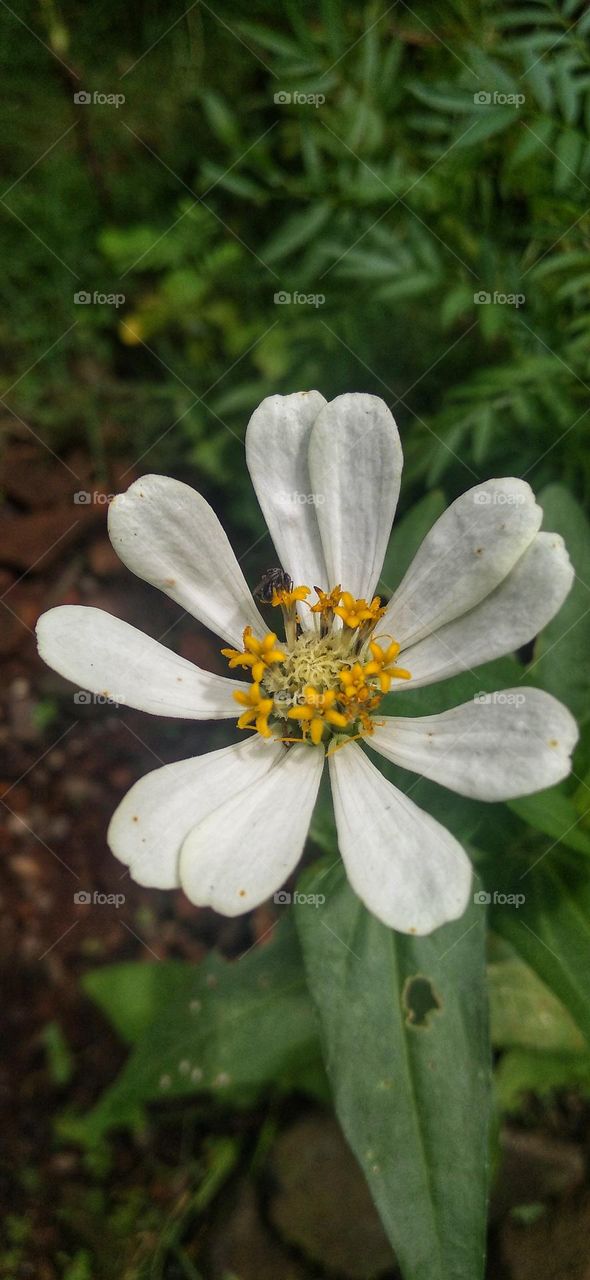 A little bee perched on a beautiful white flower