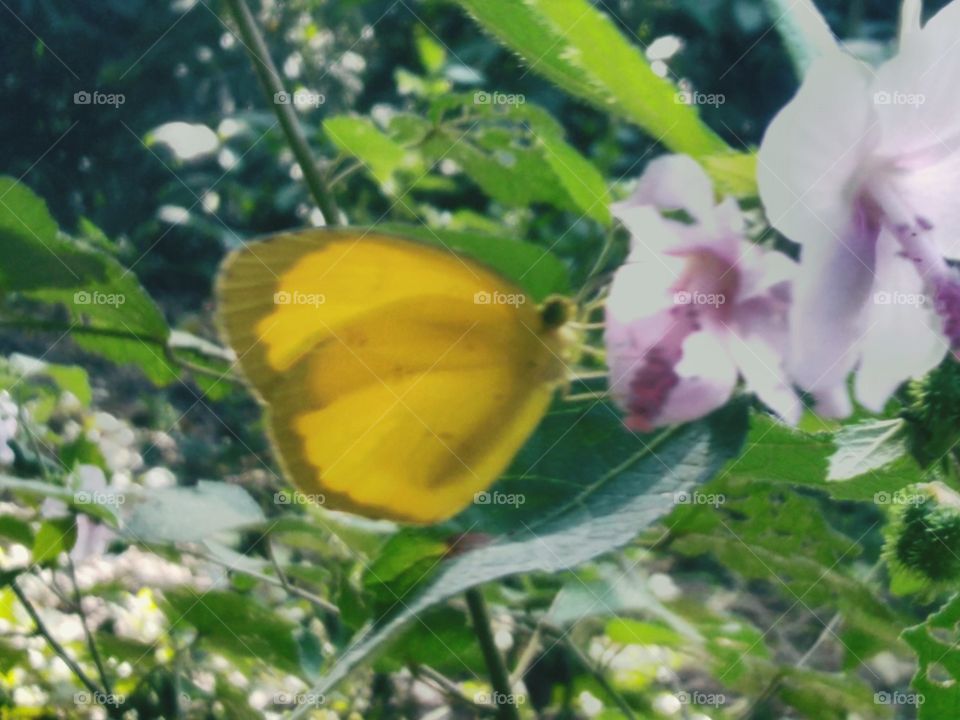 Small yellow butterfly