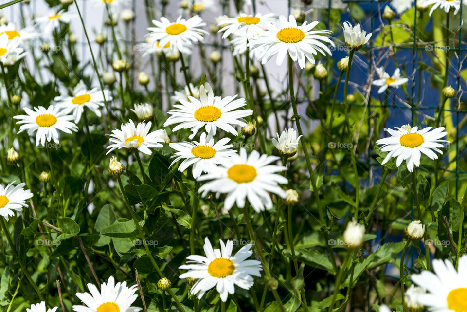 beautiful marguerites, with shallow depth of field