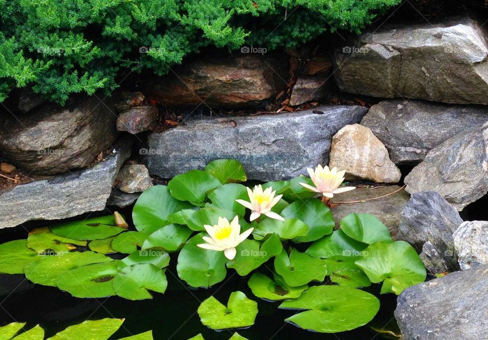 Lily in pond