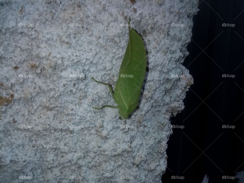 leaf bug