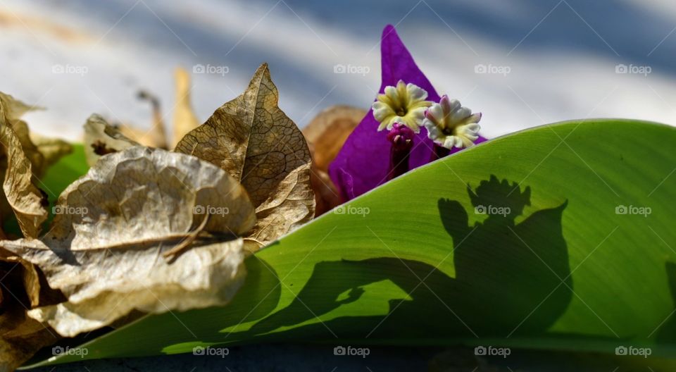 Shadow flower