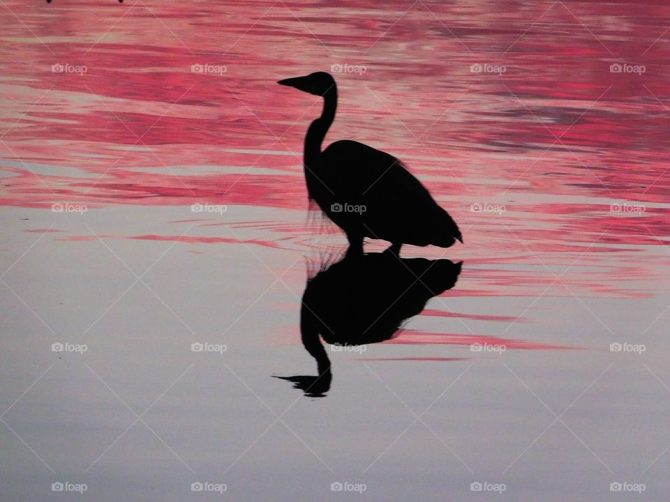 Silhouette of bird reflecting on lake