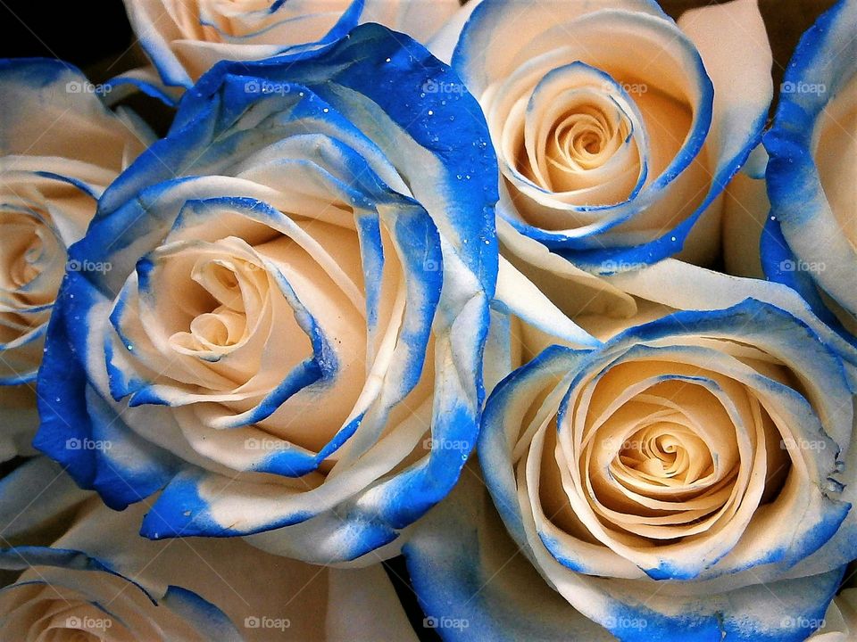 blue rose