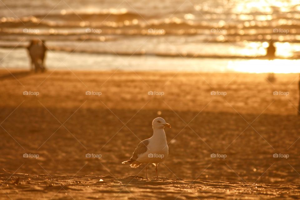 Seagull by the beach at sunset.