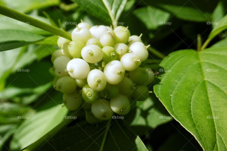 White fruits